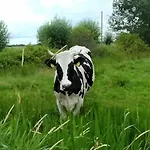 Mooroase Bauerngarten - - Nordsee - Weser - Jade *
