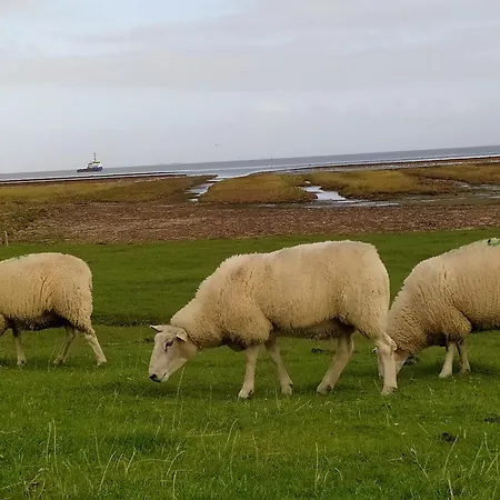 Mooroase Bauerngarten - - Nordsee - Weser - Jade Ovelgonne