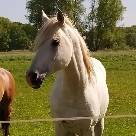 Mooroase Bauerngarten - - Nordsee - Weser - Jade Feriehus Ovelgonne
