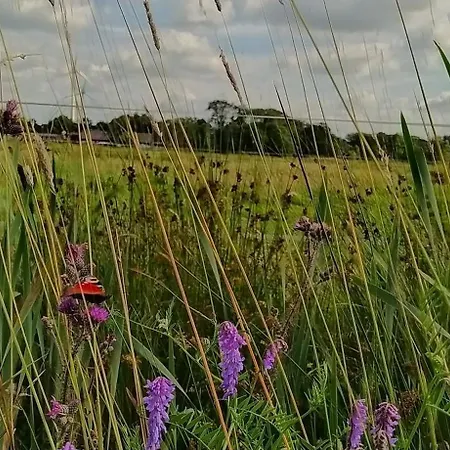 Mooroase Bauerngarten - - Nordsee - Weser - Jade *