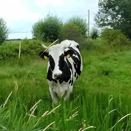 Mooroase Bauerngarten - - Nordsee - Weser - Jade *