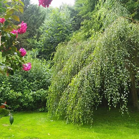 Mooroase Bauerngarten - - Nordsee - Weser - Jade *